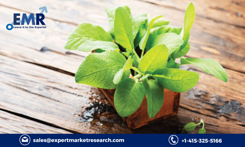 Read more about the article Global Sage Herb Extract Market to be Driven by the Growth of the Herbal Medicine and Flavouring Spices Demand in the Forecast Period of 2023-2028