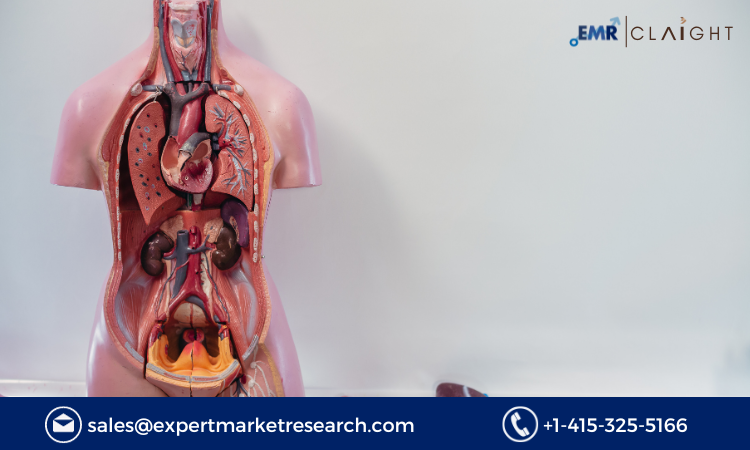 Read more about the article Artificial Organs Market to be Driven by the Growing Demand for Kidney Transplantation in the Forecast Period of 2023-2028