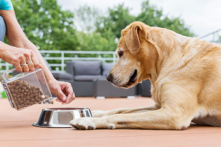 Read more about the article Global Pet Supplement Market to be Driven by the Increasing Pet Adoption in the Forecast Period of 2021-2026