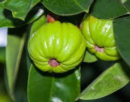 Read more about the article Global Garcinia Cambogia Market to be Driven by Increasing Demand in Pharmaceuticals in the Forecast Period of 2022-2027