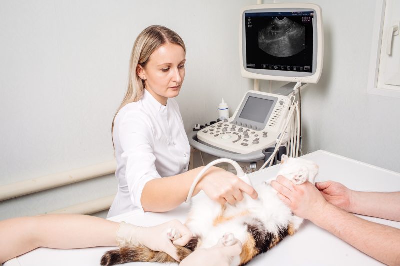 Read more about the article Global Veterinary Ultrasound Devices Market to be Driven by the Growing Number of Veterinarians in the Forecast Period of 2022-2027 