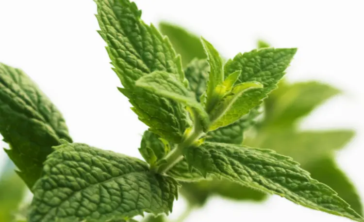 Read more about the article Procurement Resource Analyses the Production Cost of Mentha Oil in its New Report