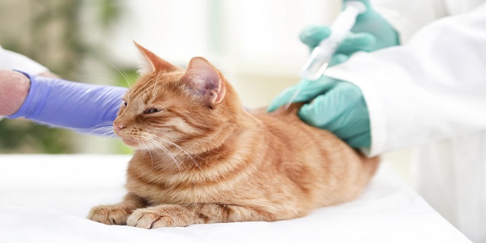 Read more about the article Global Companion Animal Vaccine Market to be  Driven  by the Growing Rate of Adoption in the Forecast  Period of 2022-2027 