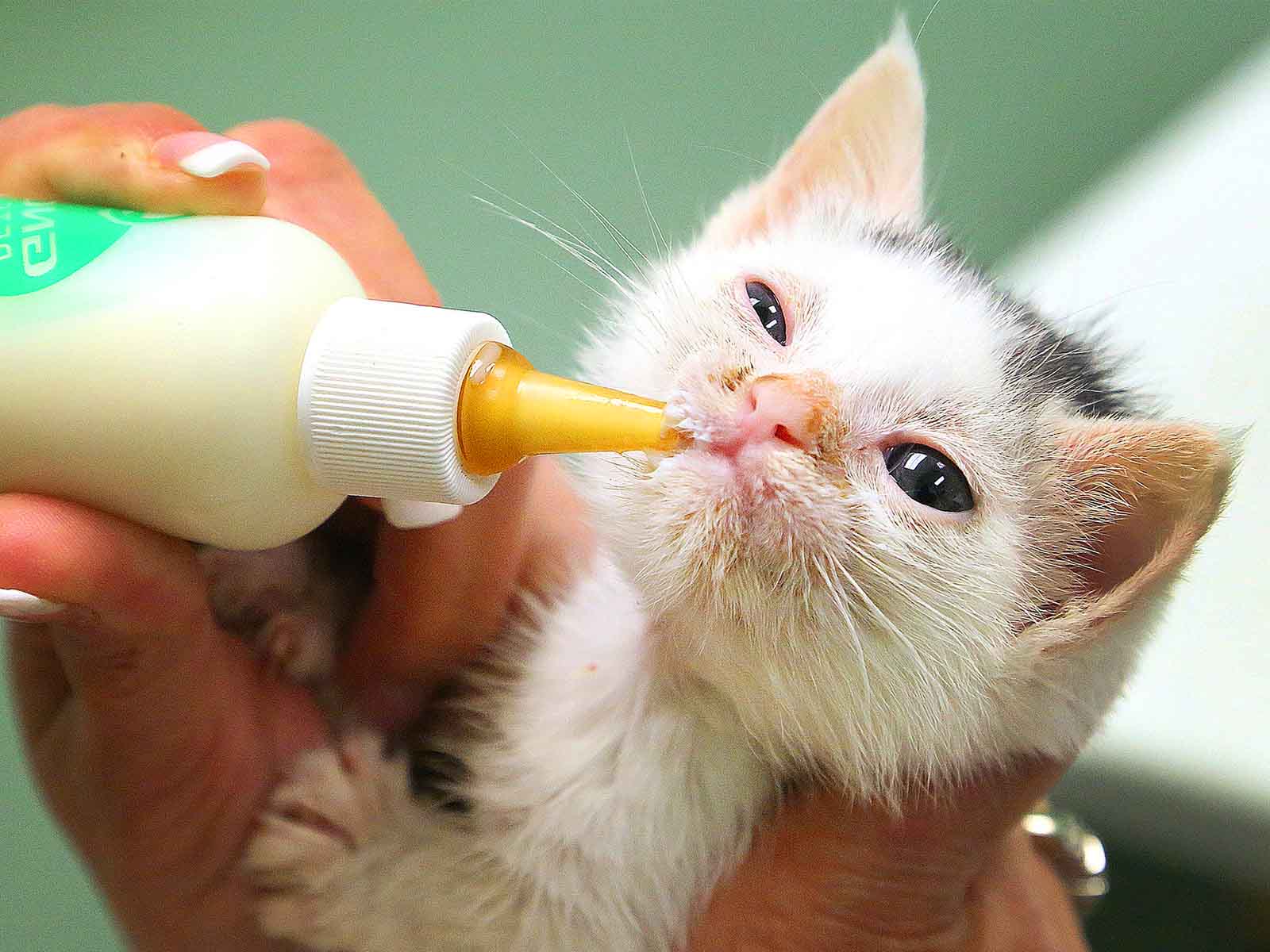 Read more about the article Global Pet Milk Replacers Market to be Driven by the Rising Pet Ownership in the Forecast Period of 2022-2027