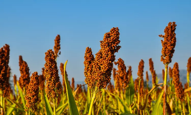 Read more about the article Global Millet Industry Report: Analysis and Forecast 2022-2027