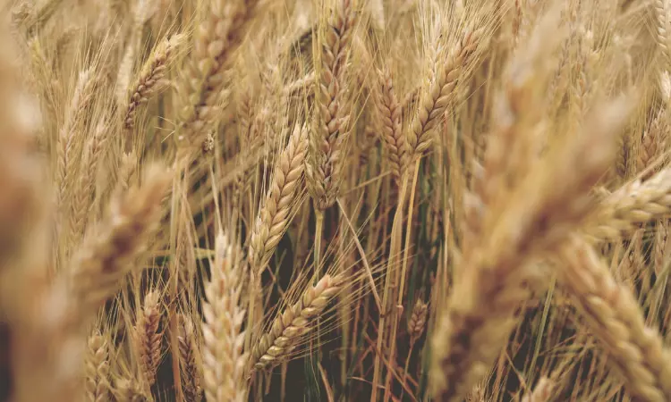 Read more about the article Procurement Resource Evaluates the Price Trends of Wheat in its Latest Insights and Dashboard