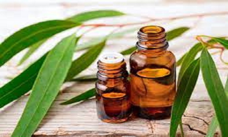 Read more about the article Procurement Resource Evaluates the Price Trends of Eucalyptus Oil in its Latest Insights and Dashboard