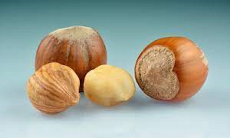 Read more about the article Procurement Resource Evaluates the Price Trends of Hazelnuts in its Latest Insights and Dashboard