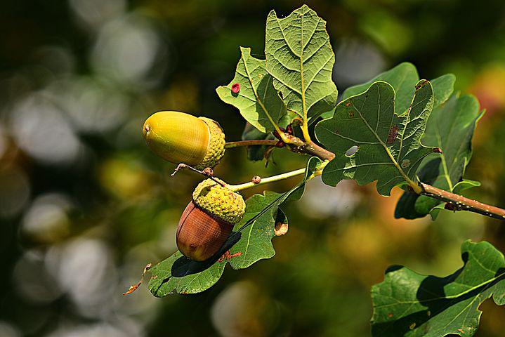 Read more about the article Global Tree Nuts Market to be Driven by the Rising Application of Food Industry in the Forecast Period of 2024-2032