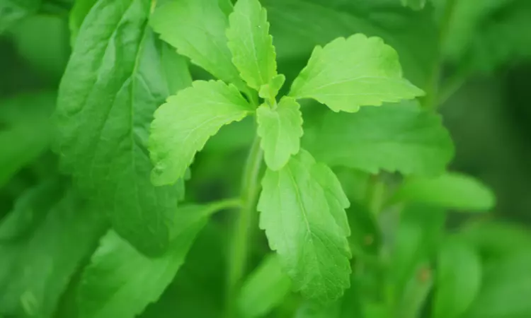 Read more about the article Global Stevia Industry Report: Analysis and Forecast 2022-2027