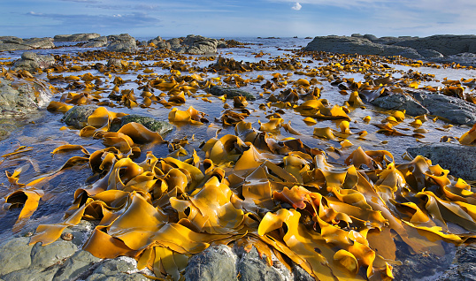 Read more about the article Global Commercial Seaweed Market Growth to be Driven by the Multiple Applications of Seaweed in the Forecast Period of 2024-2032