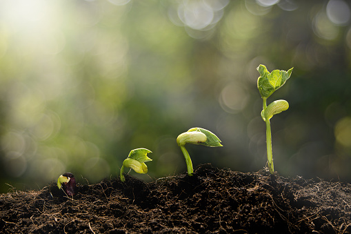 Read more about the article Latin America Soil Treatment Market to Propel Significantly During 2022-2027, Driven by Increasing Concerns Regarding the Health of Soil