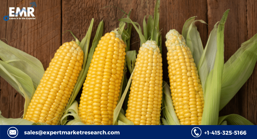 Read more about the article Global Corn Market Size to Grow at a CAGR of 5.3% in the Forecast Period of 2023-2028