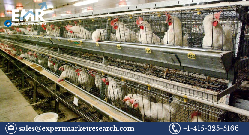 You are currently viewing India Poultry Management Market Size to Grow at a Steady Pace in the Forecast Period of 2023-2028