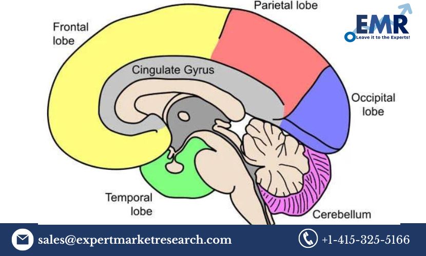 Read more about the article Global Pseudobulbar Affect Treatment Market Size to Grow at a CAGR of 9.20% in the Forecast Period of 2023-2028