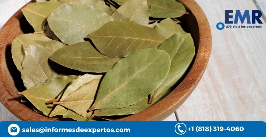 Read more about the article Mercado de Hoja de Laurel Crecerá en el Periodo de Pronóstico de 2023-2028 Empujado por Mayor Utilización en Aspectos Medicinales y en Cocinas Tradicionales