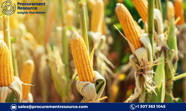 Read more about the article Corn Production Cost Analysis Report, Manufacturing Process, Raw Materials Requirements, Costs and Key Process Information, Provided by Procurement Resource