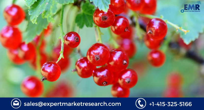 Read more about the article Global Red Berries Market Size to Grow at a CAGR of 3.0% in the Forecast Period of 2023-2028