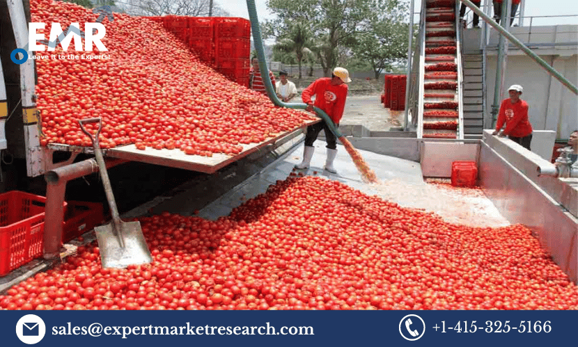 Read more about the article Global Tomato Processing Market Size To Grow At A CAGR Of 3.8% In The Forecast Period Of 2024-2032