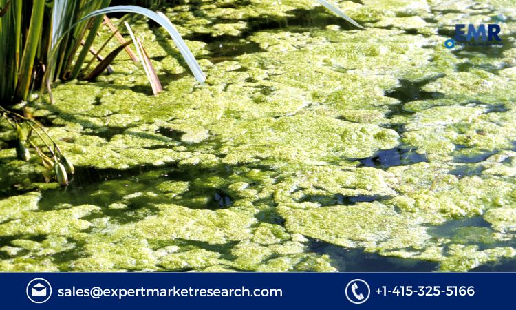 Read more about the article Algae Market Size, Price, Trends, Growth, Report and Forecast 2023-2028