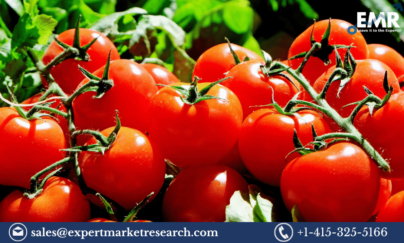 Read more about the article North America Tomato Market Size, Share, Growth, Price, Analysis, Demand, Report, Forecast 2024-2032