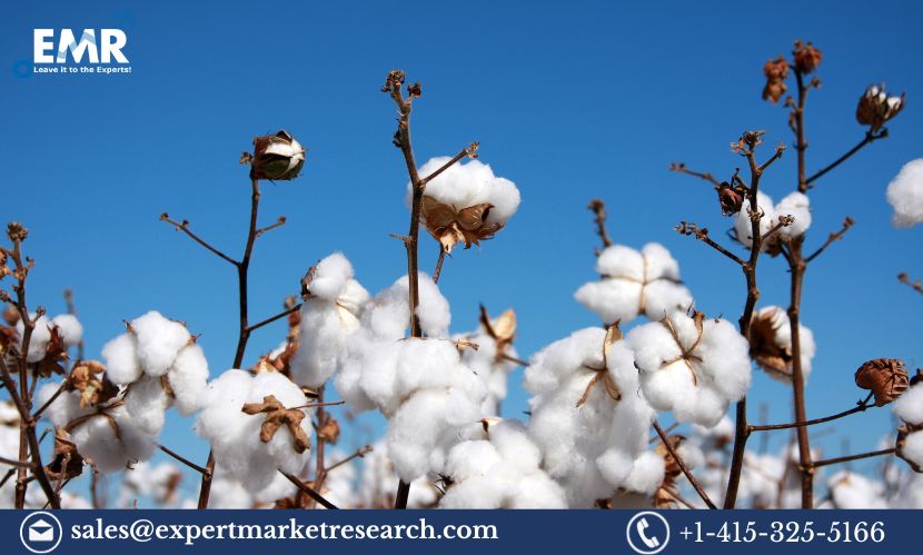 Read more about the article Africa Cotton Market Share, Size, Trends, Price, Industry Report and Forecast 2024-2032