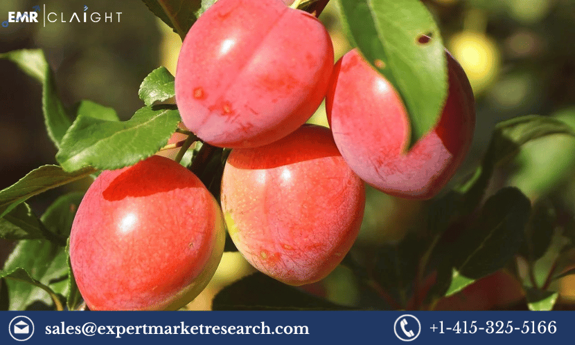 Read more about the article Global Mirabelle Plum Market Size, Share, Price, Trends, Growth, Analysis, Research Report and Forecast Period of 2024-2032