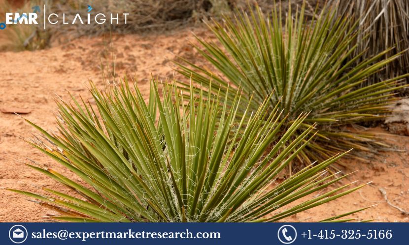 Read more about the article Yucca Extract Material Market Share, Size, Trends, Report and Forecast 2024-2032