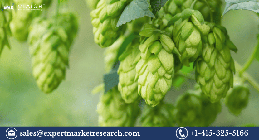 Read more about the article Global Hops Market Report: Size, Trends and Insights 2024-2032