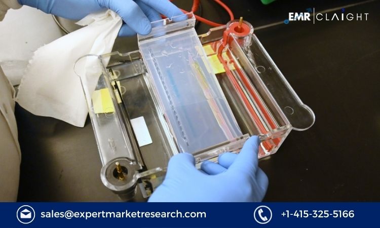 Read more about the article Global Electrophoresis Equipment and Supplies Market Report and Forecast 2024-2032