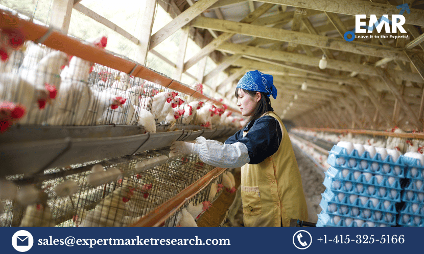 Read more about the article India Poultry Market Size to Grow at a CAGR of 8.1% in the Forecast Period of 2024-2032