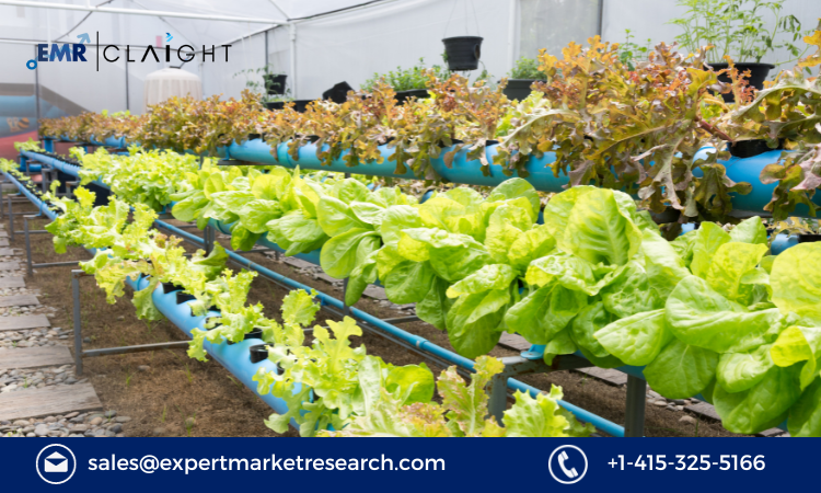 Read more about the article South Korea Aquaponics Market Size, Share, Trends, Growth, Report and Forecast 2024-2032