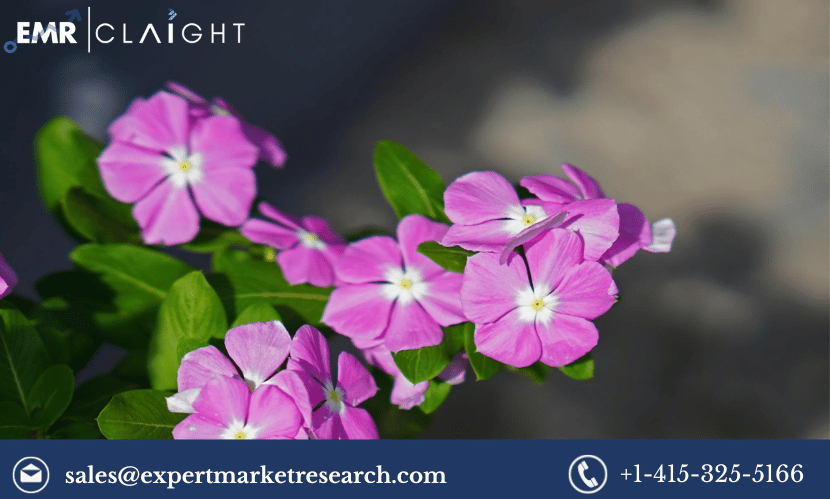 Read more about the article Global Madagascar Periwinkle Extract Market Size, Share, Trends, Growth, Analysis, Research Report and Forecast 2024-2032