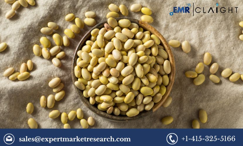 Read more about the article Global Mayocoba Beans Market Share, Size, Trends, Analysis, Outlook, Research Report and Forecast 2024-2032