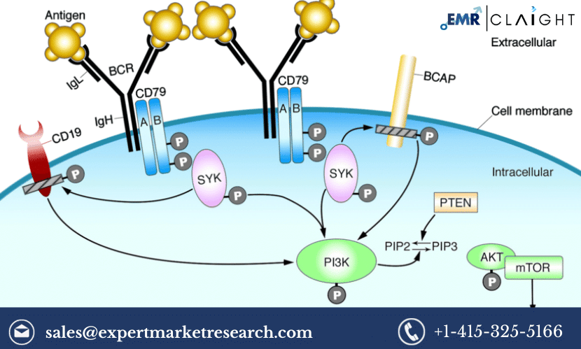 Read more about the article Global Phosphoinositide 3-Kinase (PI3K) Inhibitors Market Share, Size, Trends, Analysis, Outlook, Report and Forecast 2024-2032