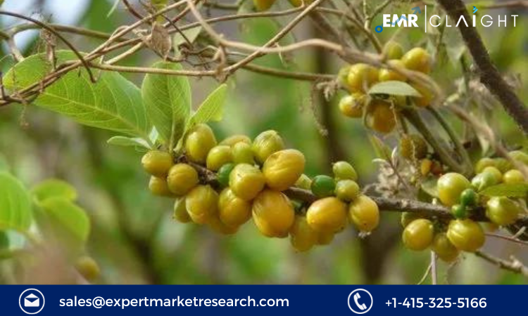 Read more about the article Salacia Market Size, Share, Trends, Growth, Report and Forecast 2024-2032