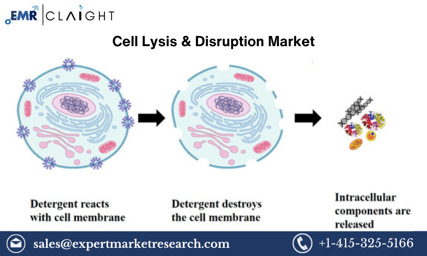 Read more about the article Global Cell Lysis & Disruption Market Share, Size, Trends, Analysis, Outlook, Research Report and Forecast 2024-2032