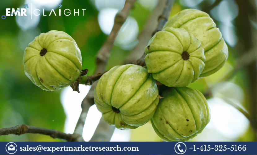 Read more about the article Global Garcinia Cambogia Market Size, Share, Trends, Growth, Price, Analysis, Key Players, Report, Forecast 2024-2032