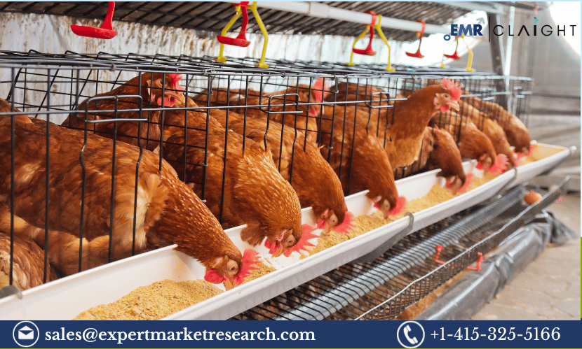 Read more about the article India Poultry Management Market Size, Share, Growth, Trends, Analysis, Key Players, Demand, Report, Forecast 2024-2032