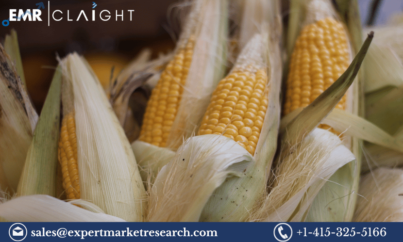 Read more about the article Global Corn Fibre Market Size To Grow At A CAGR Of 6% In The Forecast Period Of 2024-2032