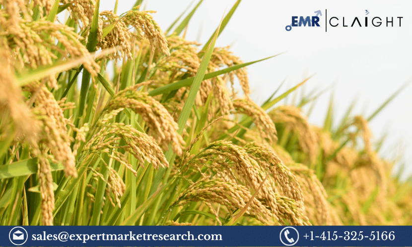 Read more about the article Global Rice Seeds Market Size, Share, Growth, Demand, Trends, Key Players, Report, Analysis, Forecast 2024-2032