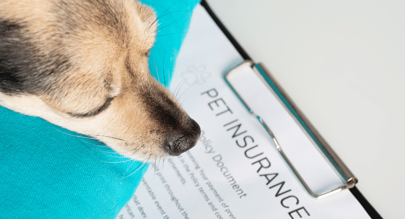 Read more about the article Unleashing Potential Global Pet Insurance Market Trends, Insights and Forecast 2024-2032