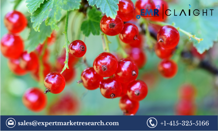 Read more about the article Red Berries Market Size, Share, Growth Report and Forecast 2024-2032