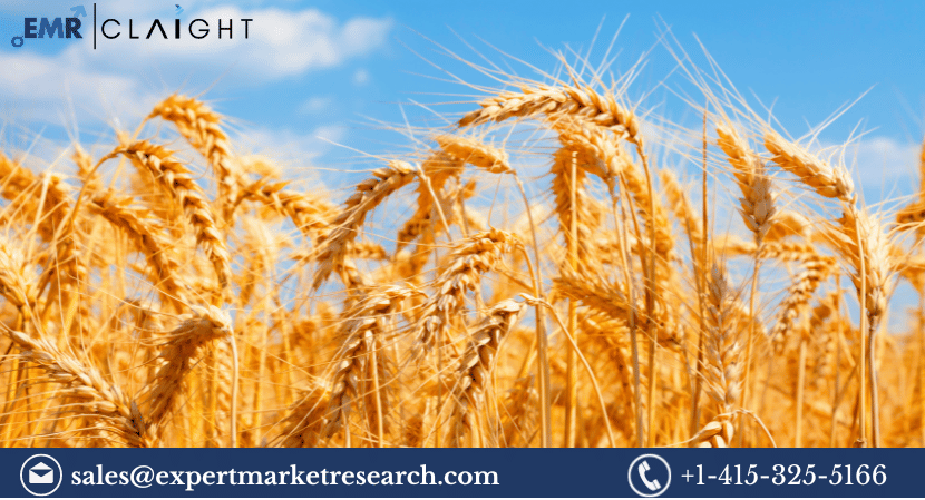 Read more about the article Global Wheat Seed Market Size, Share, Price, Growth, Analysis, Report and Forecast 2024-2032