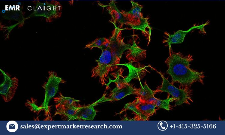 Read more about the article Global Fluorescence Cell Market Size, Share, Trends, Outlook, Growth, Analysis, Report and Forecast 2024-2032