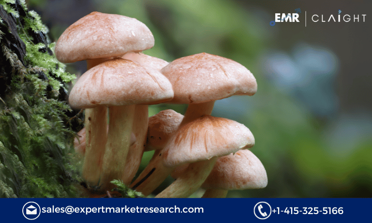 Read more about the article Argentina Mushroom Market Size To Grow At A CAGR Of 4.6% In The Forecast Period Of 2024-2032