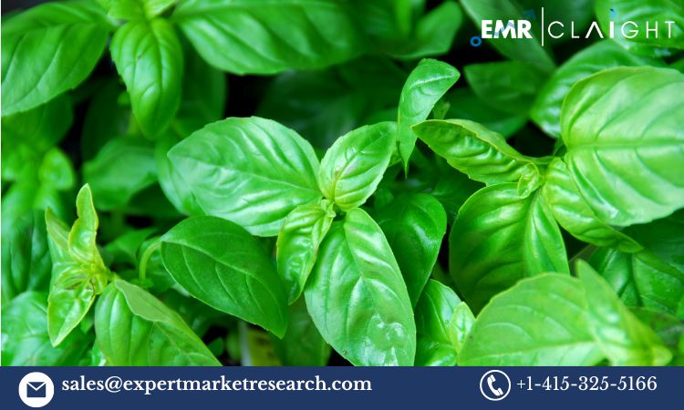 Read more about the article Global Basil Leaves Market Report, Trends, Growth, Key Players, Share, Size, Forecast 2024-2032