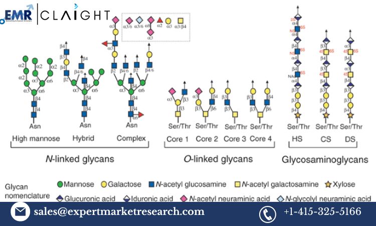 Read more about the article Global Glycomics Market Trends, Growth, Key Players, Share, Size, Report, Forecast 2024-2032