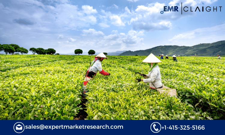 Read more about the article India Agriculture Market Size To Grow At A CAGR Of 4.9% In The Forecast Period Of 2024-2032