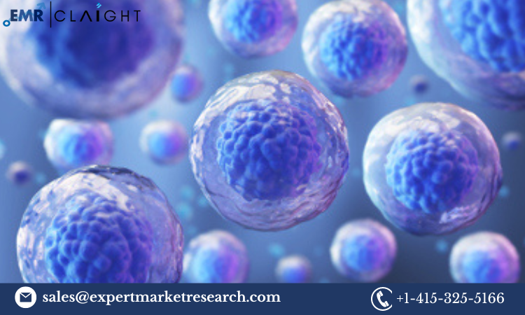 Read more about the article Stem Cell Assay Market Size, Share, Trends, Industry, Report and Forecast 2024-2032